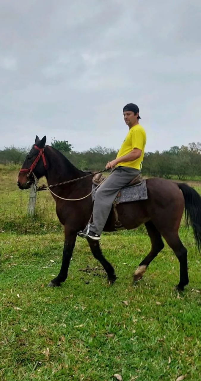 Cavalo para passeio