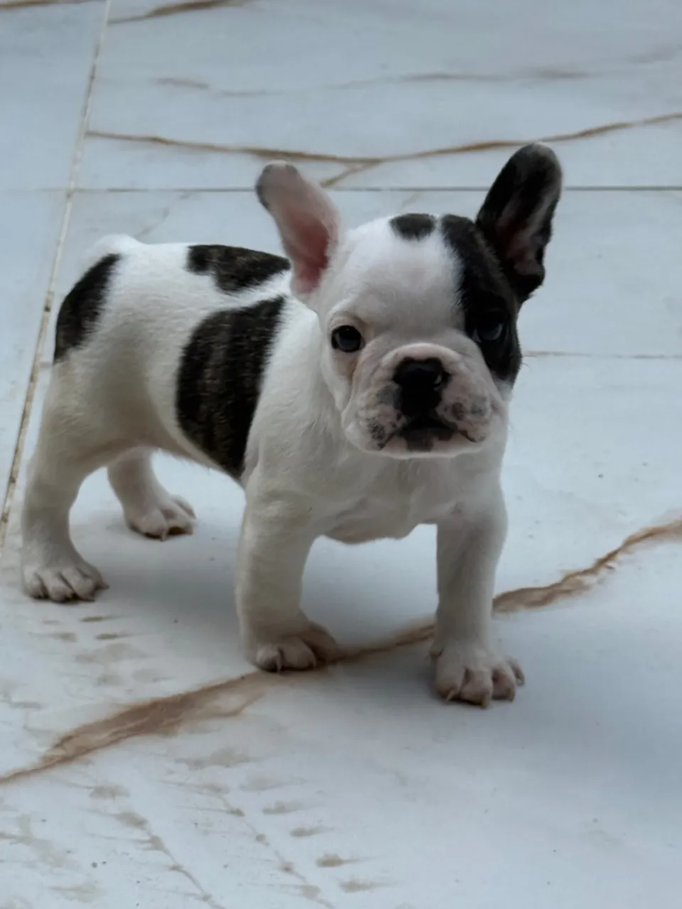 Filhote de Bulldog Francês
