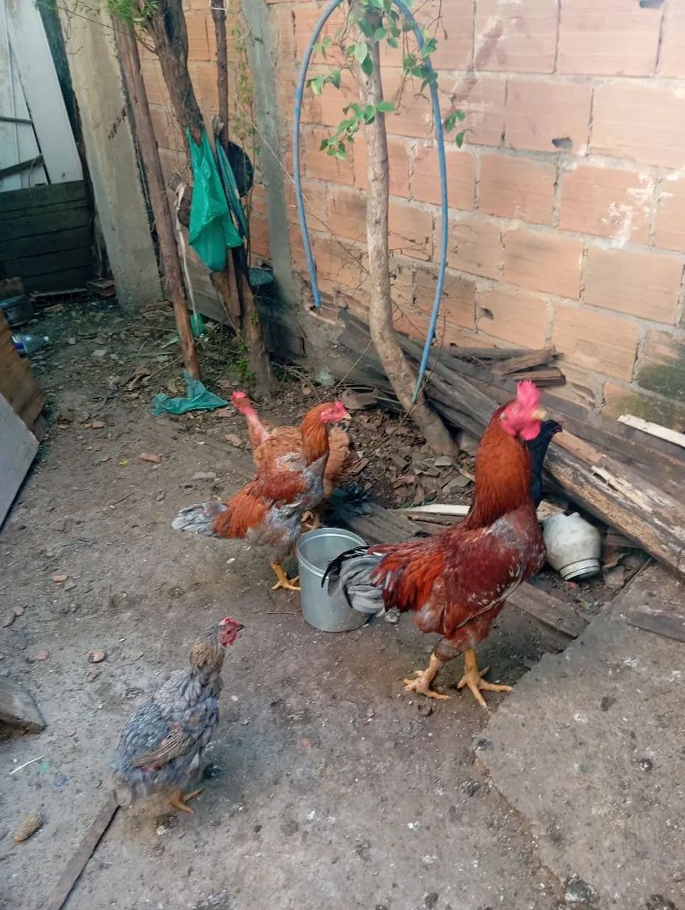  galo índio gigante  - Foto 3