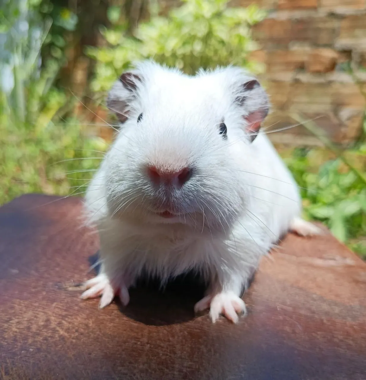 Disponível Porquinho da índia macho - 7 meses