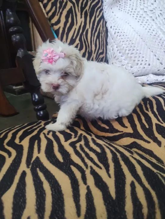 Filhote de Maltês Fêmea