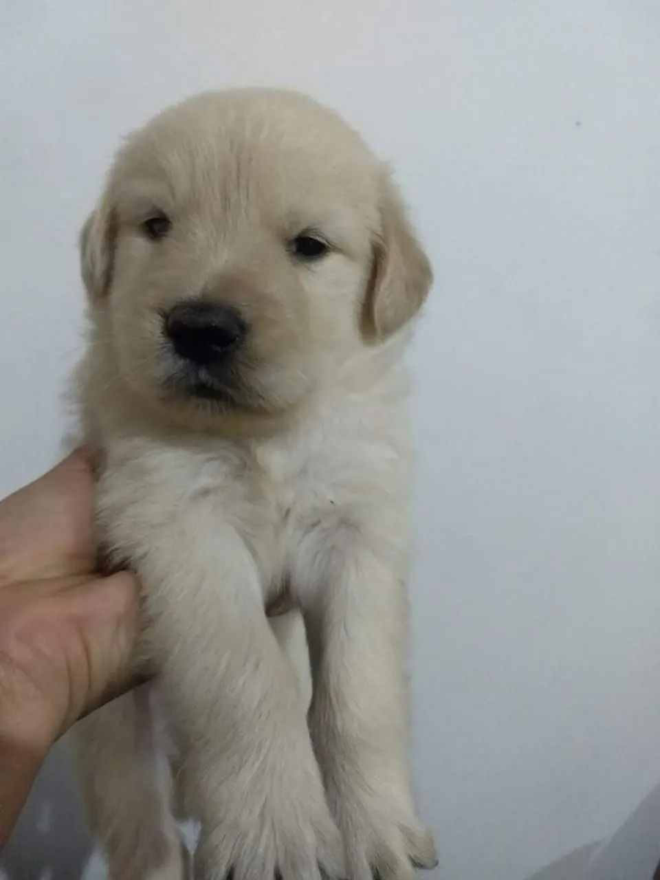 Golden