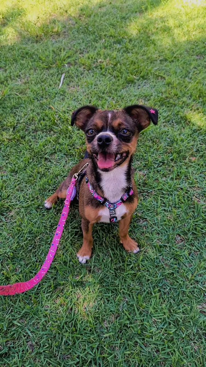 Cachorrinha Pincher Venda 