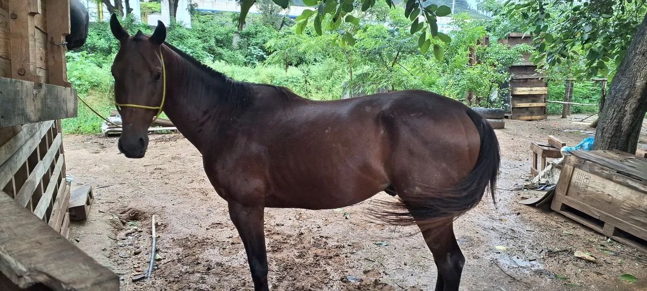 Quarto de milha - Foto 4