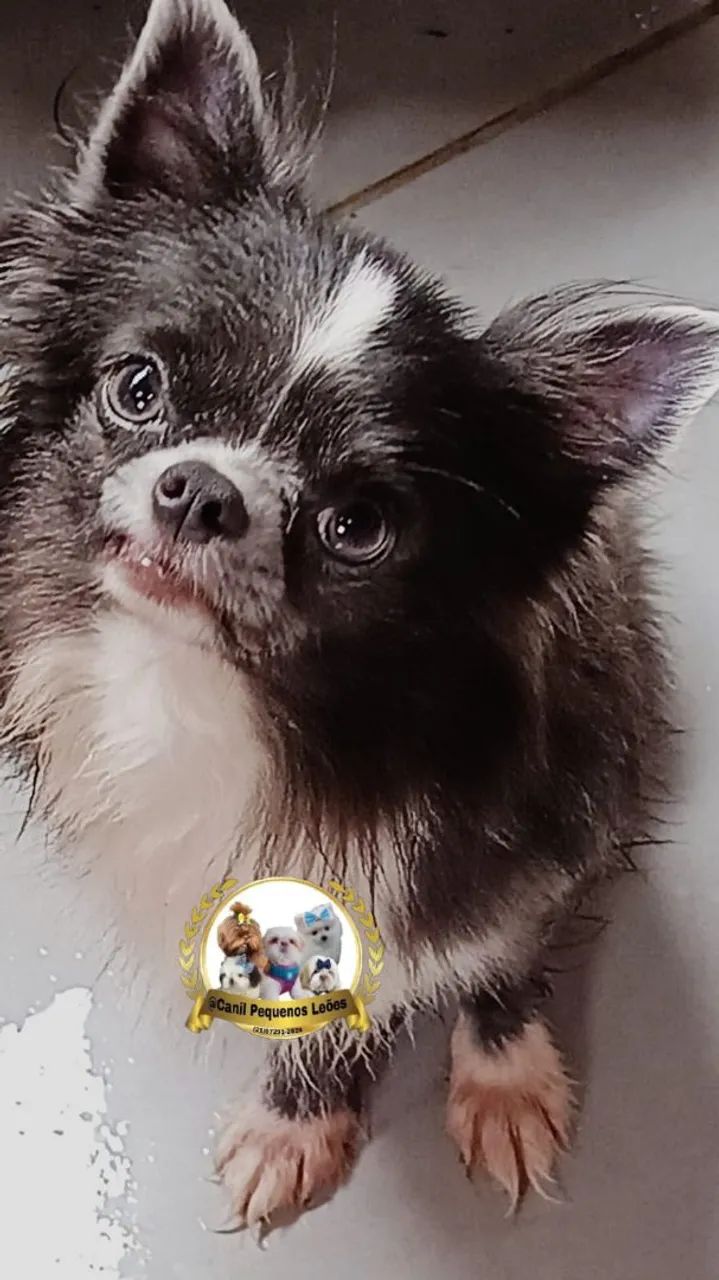 Chihuahua Puppy Cortes Chihuahua Pelo Largo Chihuahua Del Tatuaje