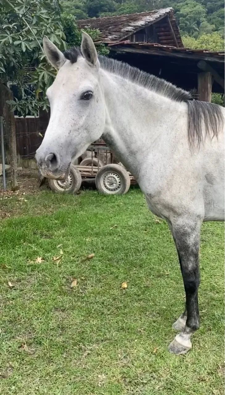 Égua mangalarga Marchador  - Foto 2