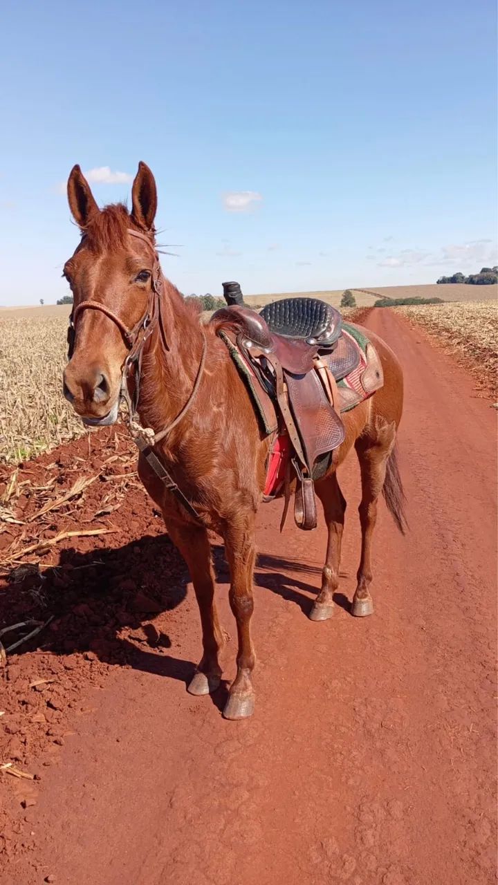 Égua Domada no Team Roping - Foto 2