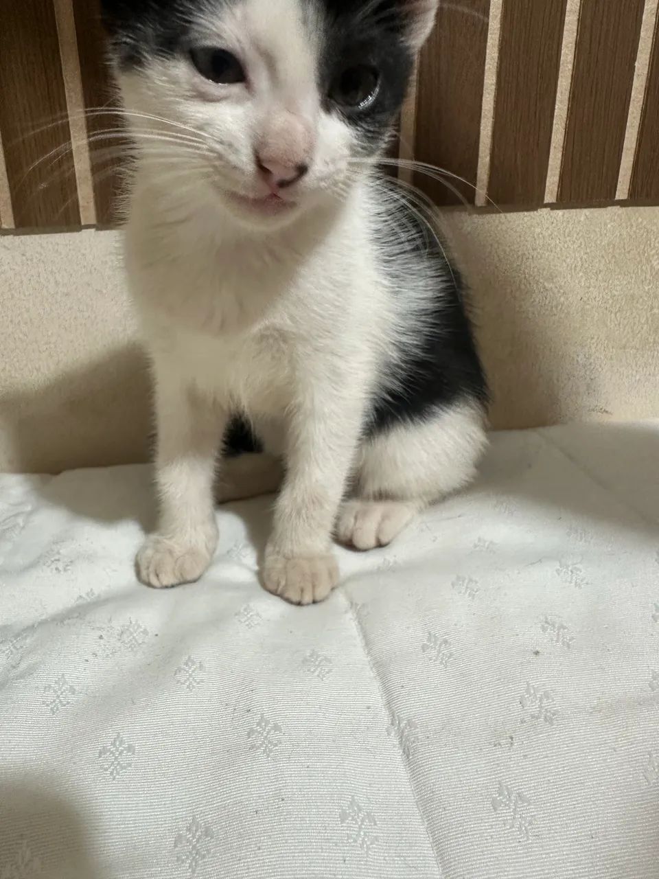 Doa-se lindos filhotes de gatos 