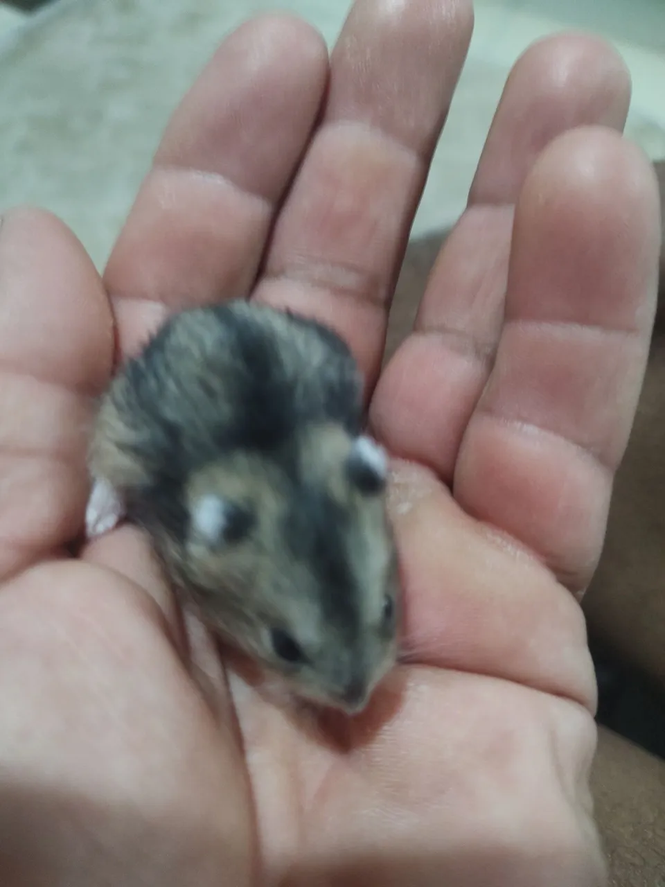 Hamster Anão Russo