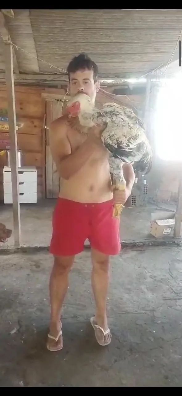 Galo INDIO GIGANTE - Campeão!