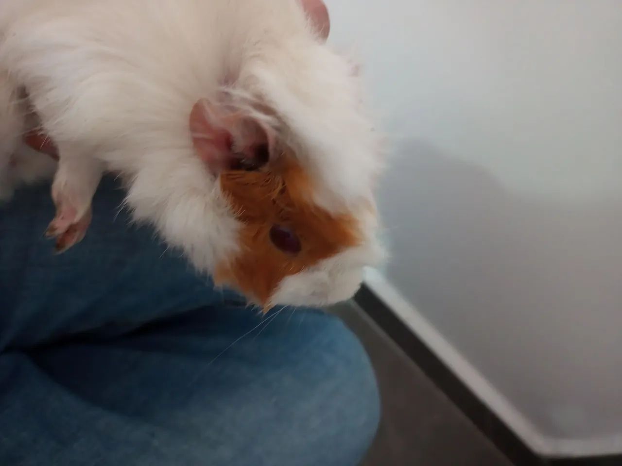 Porquinho da índia  - Foto 3