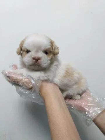 Shih Tzu fêmeas e machos disponíveis a pronta entrega, informações 11.949.33.76.34