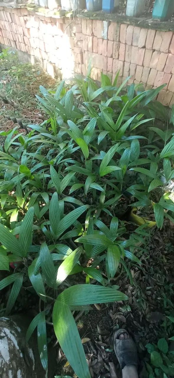 Vendo mudas de palmeira areca trianda. - Foto 4