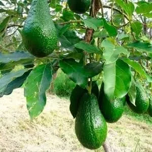 Muda de abacate manteiga