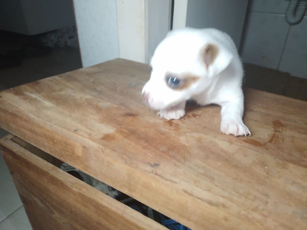 Jack russell terrier  - Foto 5