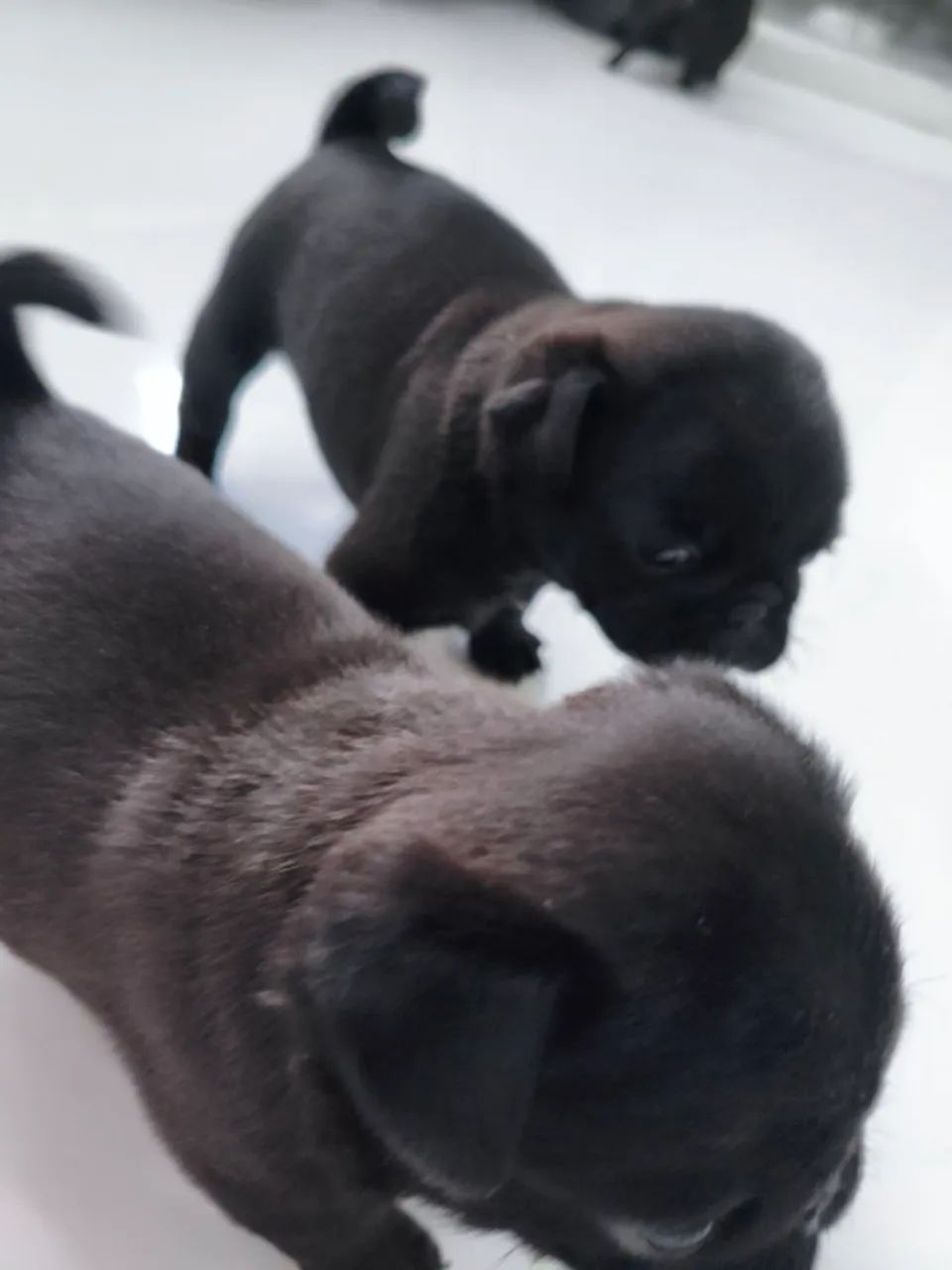 Lindos filhotes de Pug  - Foto 3
