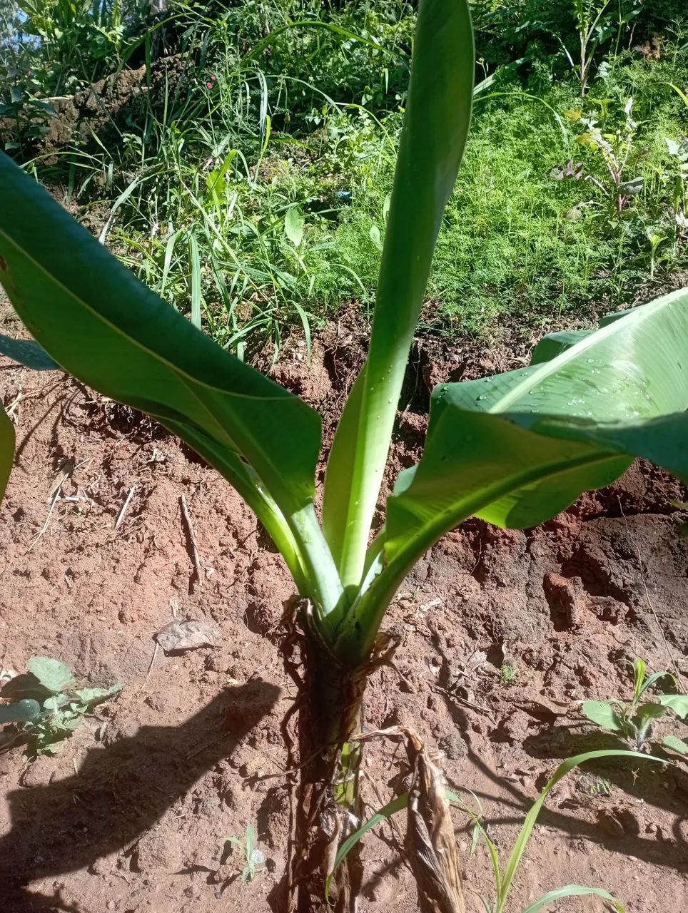Mudas de bananeira prata - Foto 2