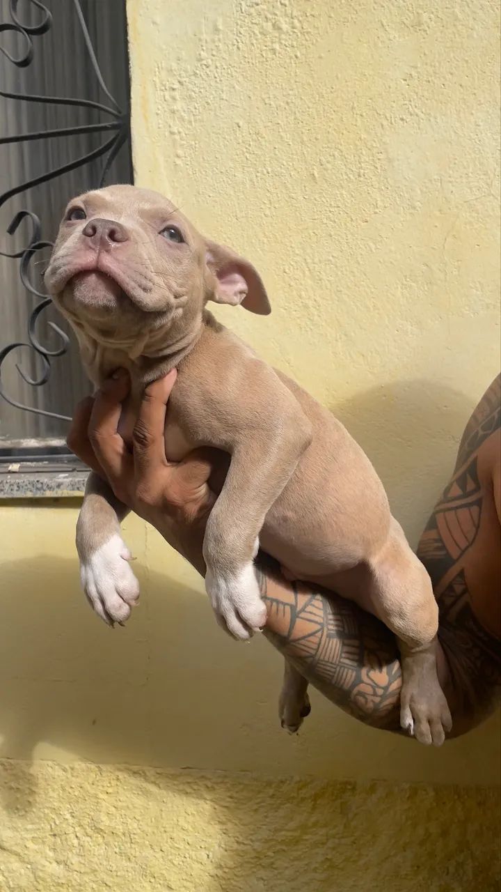 American Bully - Foto 3
