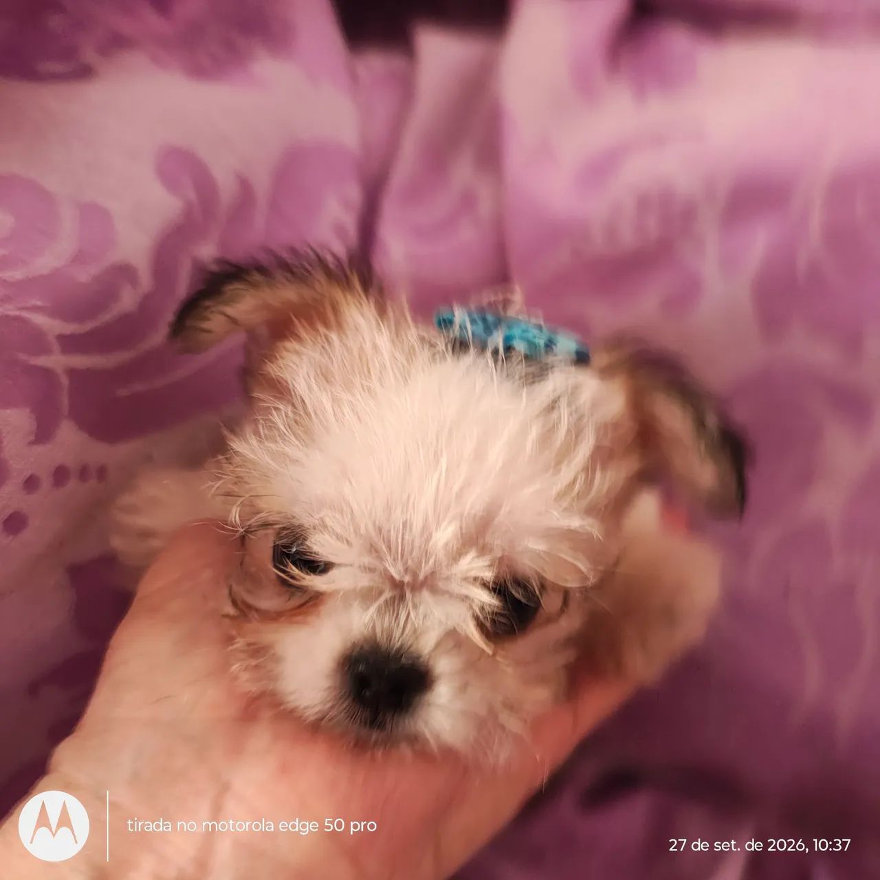 Shih Tzu  - Foto 2