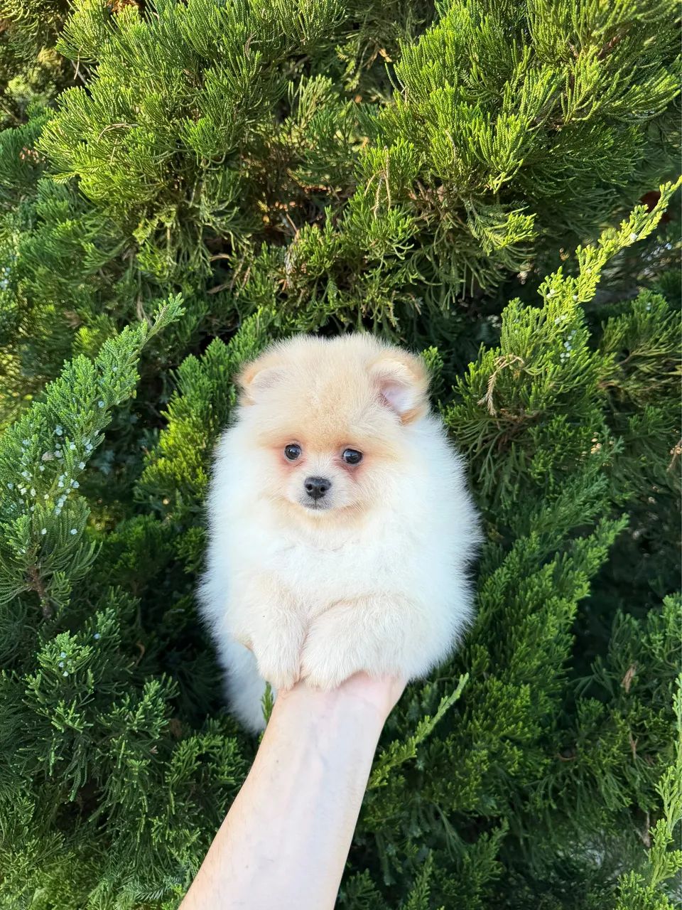 Spitz alemão 