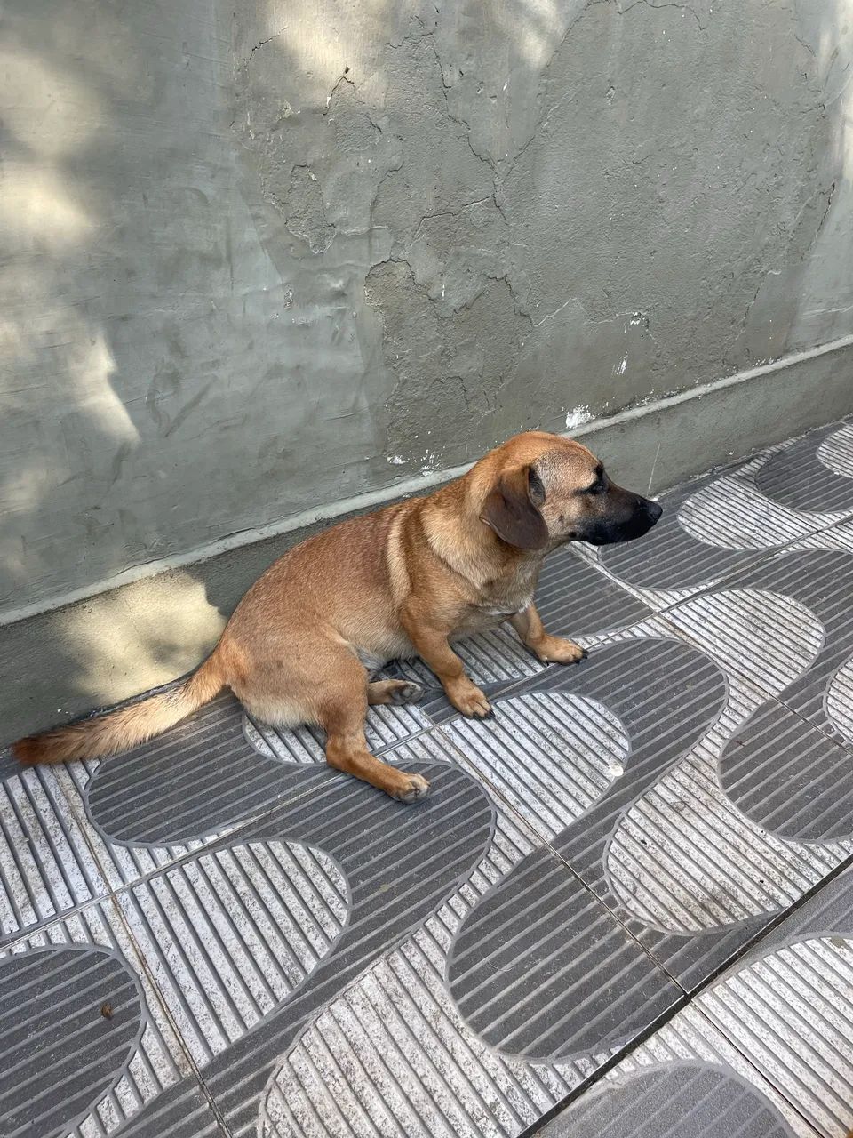 Shapey com Bacê para Doação  - Foto 3