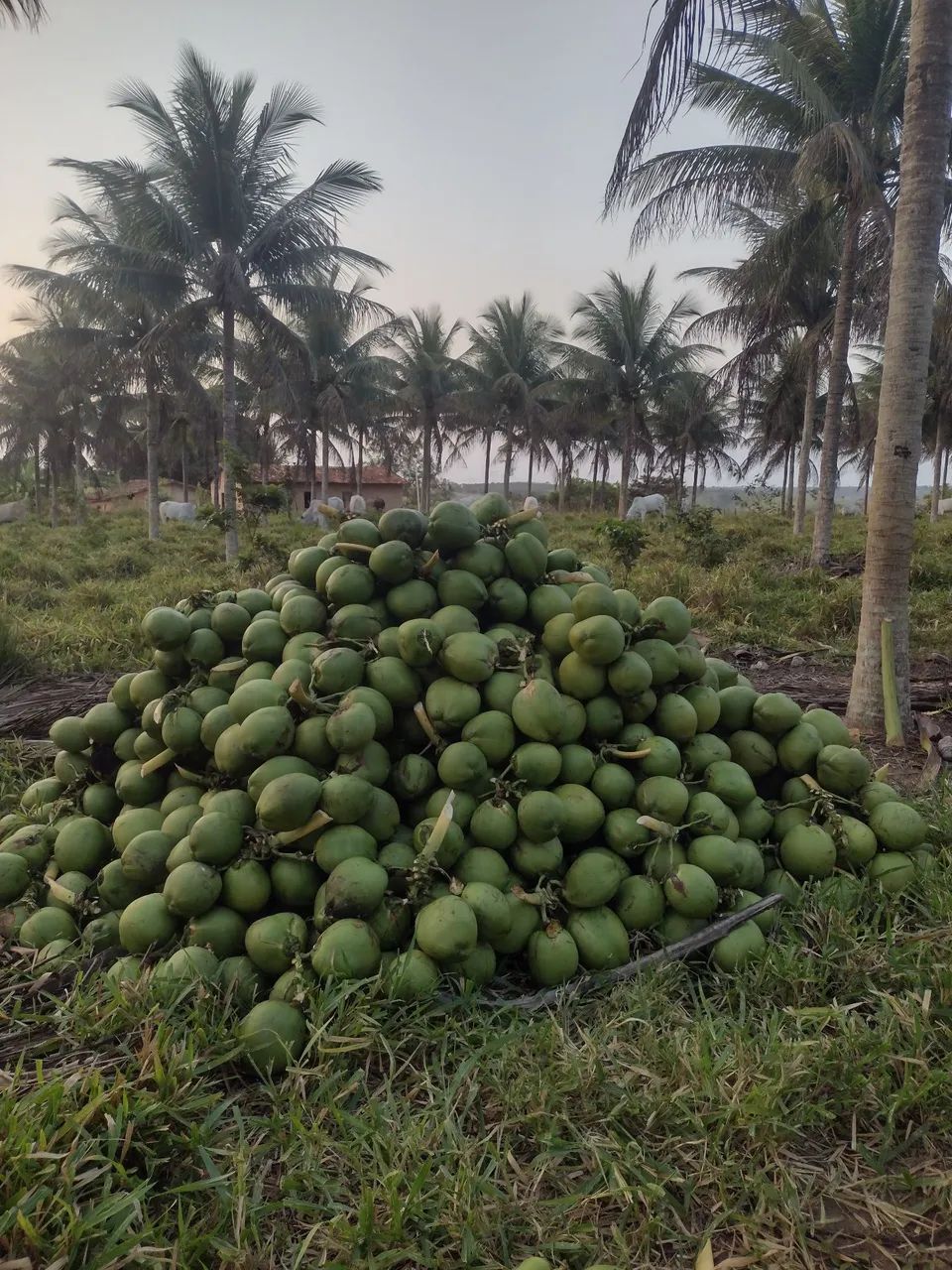 Coco verde e seco - Foto 2