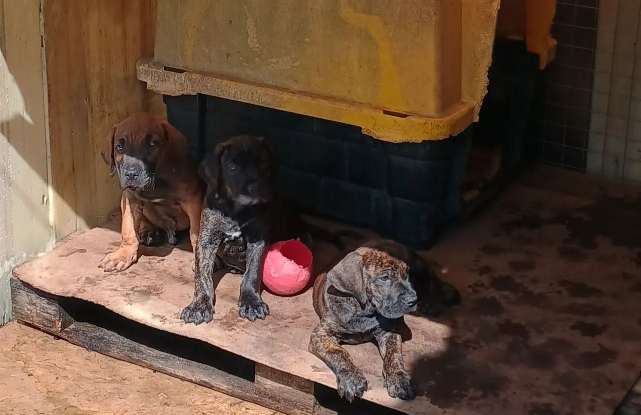 Fila brasileiro 