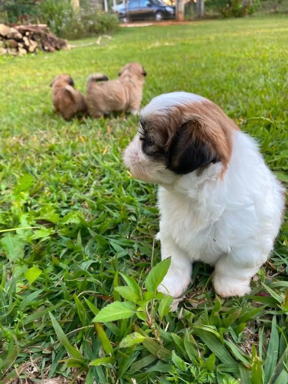 Filhotes Lhasa Apso Macho - Foto 2
