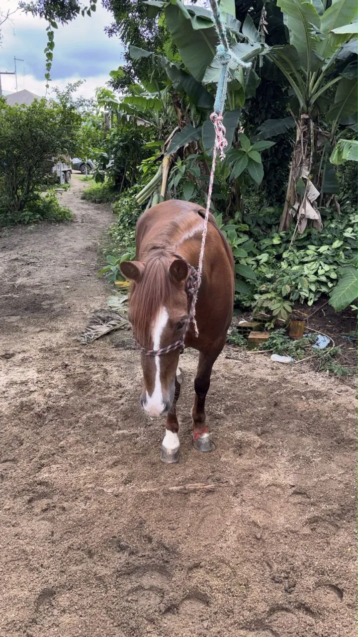Égua crioula  - Foto 2