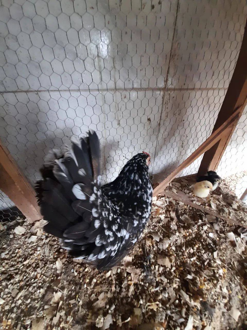 Galinha serama.  - Foto 5