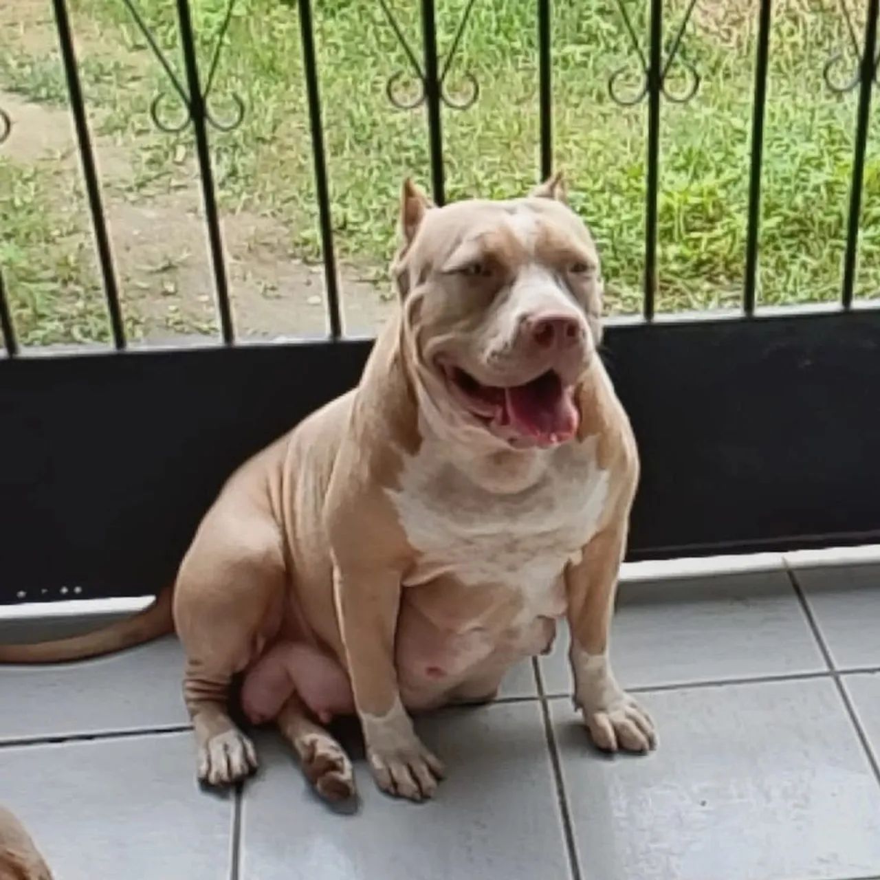 Filhotes de Pit Monster, lindos e dóceis!  - Foto 2