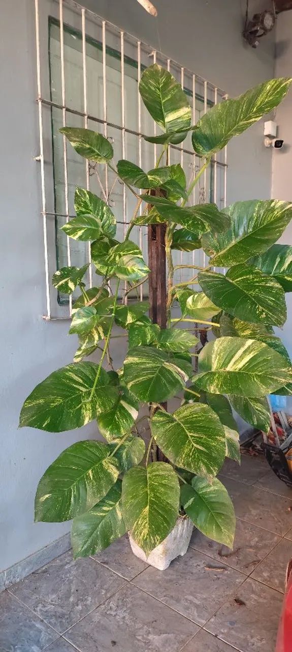 Um vaso de planta - Foto 3