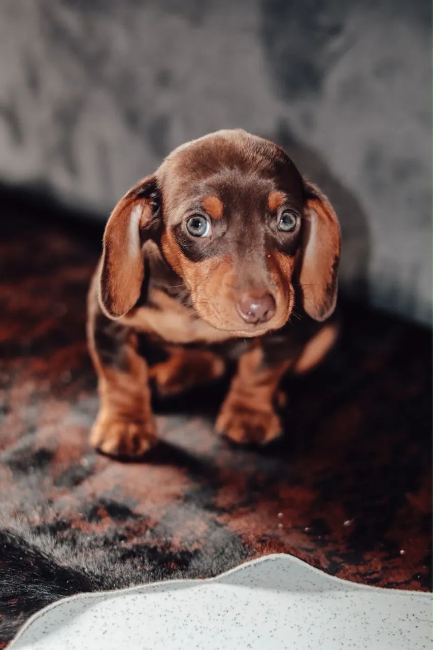 Fêmea dachshund  - Foto 3