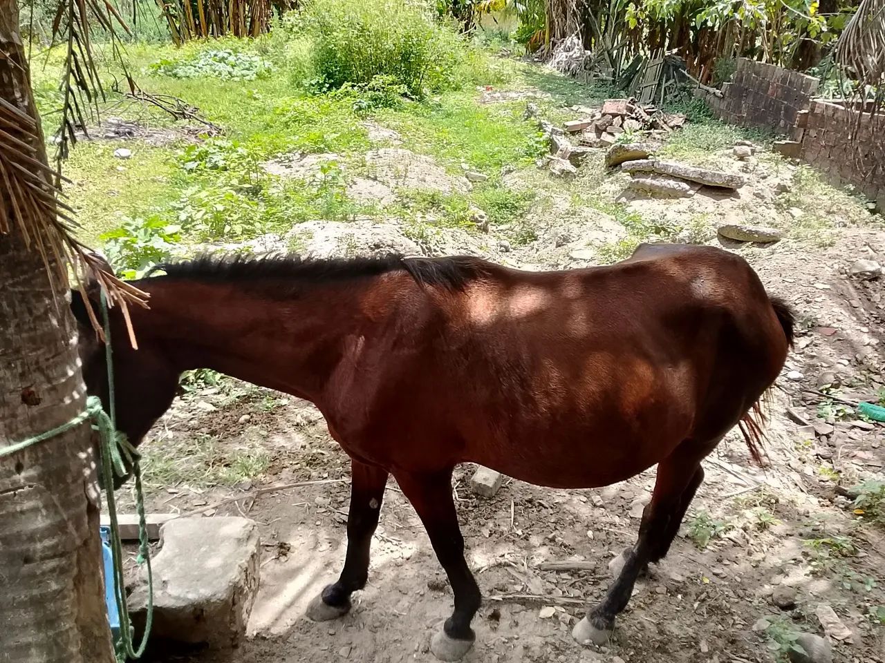 Égua  - Foto 3