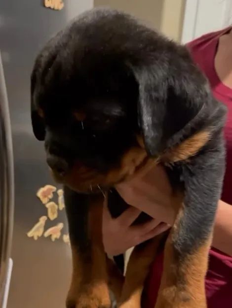 ROTTWEILER FILHOTES - Foto 4