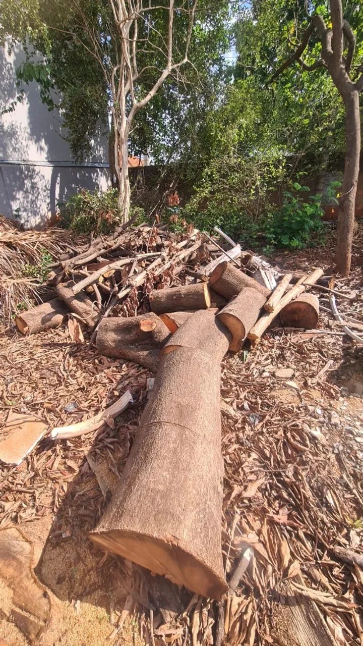 Doação de poda de árvore - Foto 5