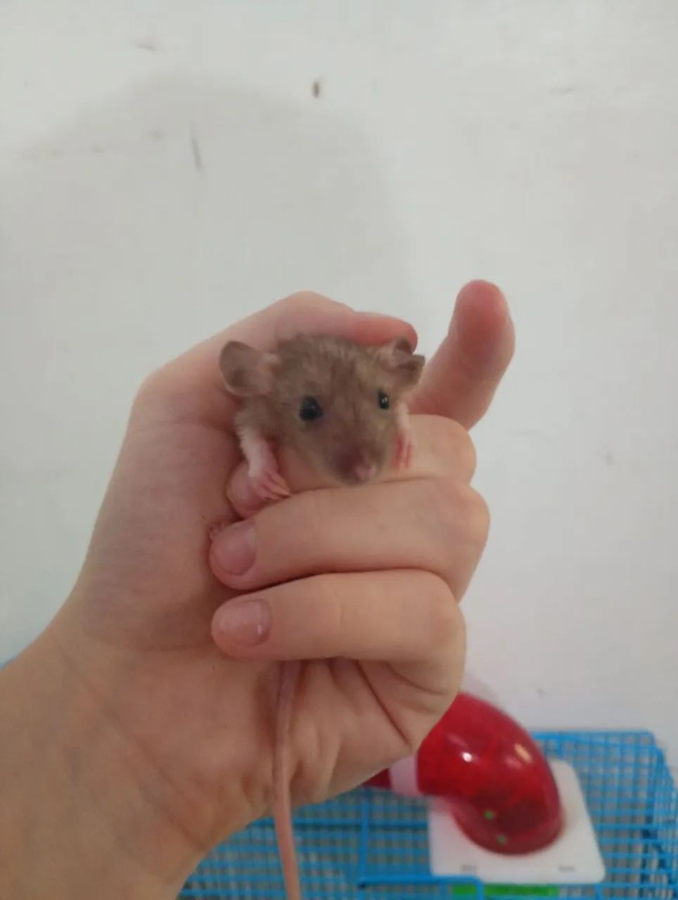 Ratos Twister filhotes e dosmeticos  - Foto 4