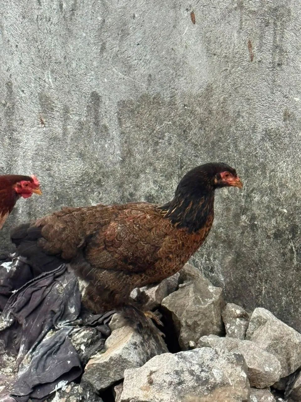 Galinhas brahma - Foto 2