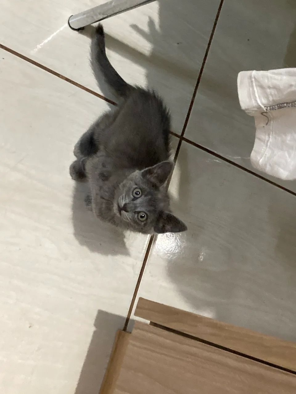 Gata cinza  - Foto 3