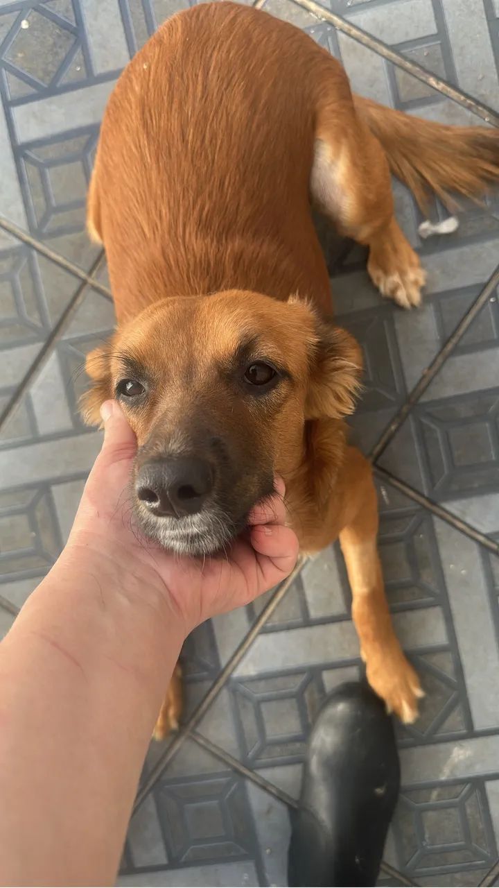 Doação de cachorros  - Foto 2