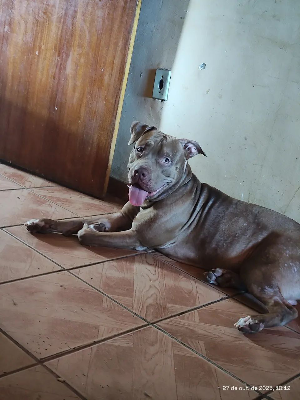 Cachorro Pitbull para adoção 