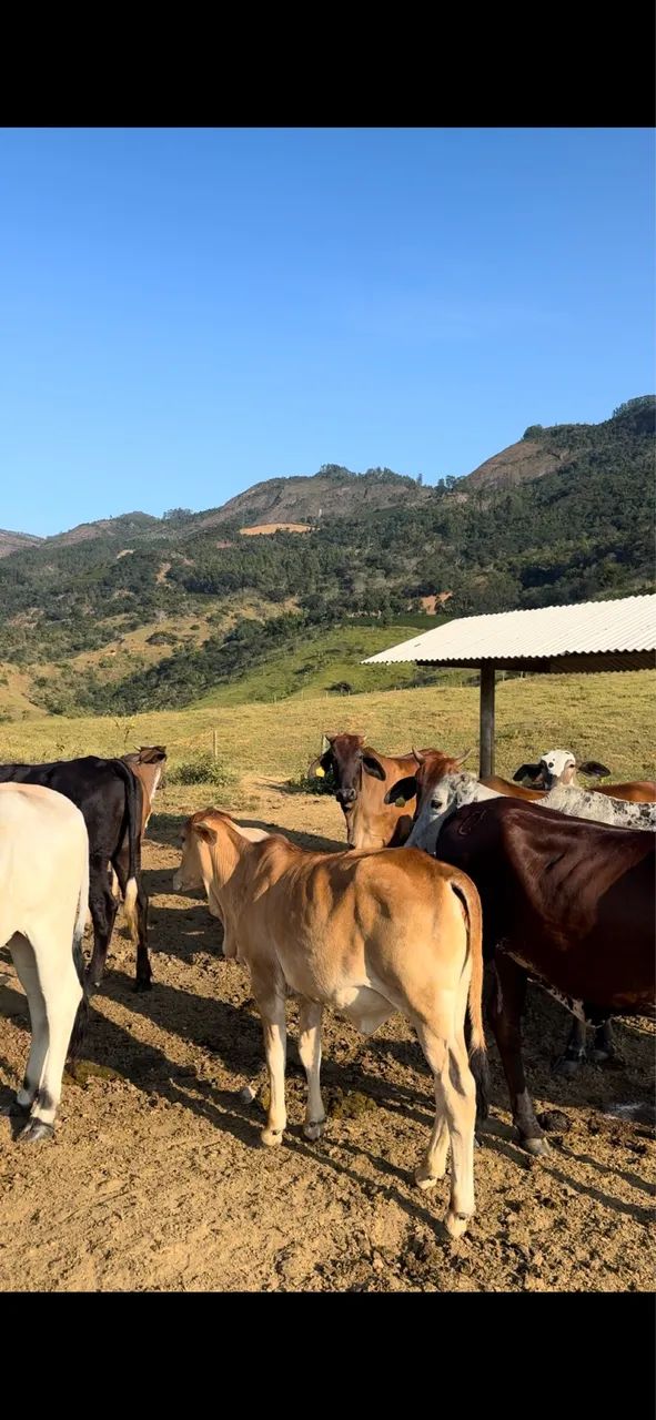Bezerras / novilhas - Foto 4