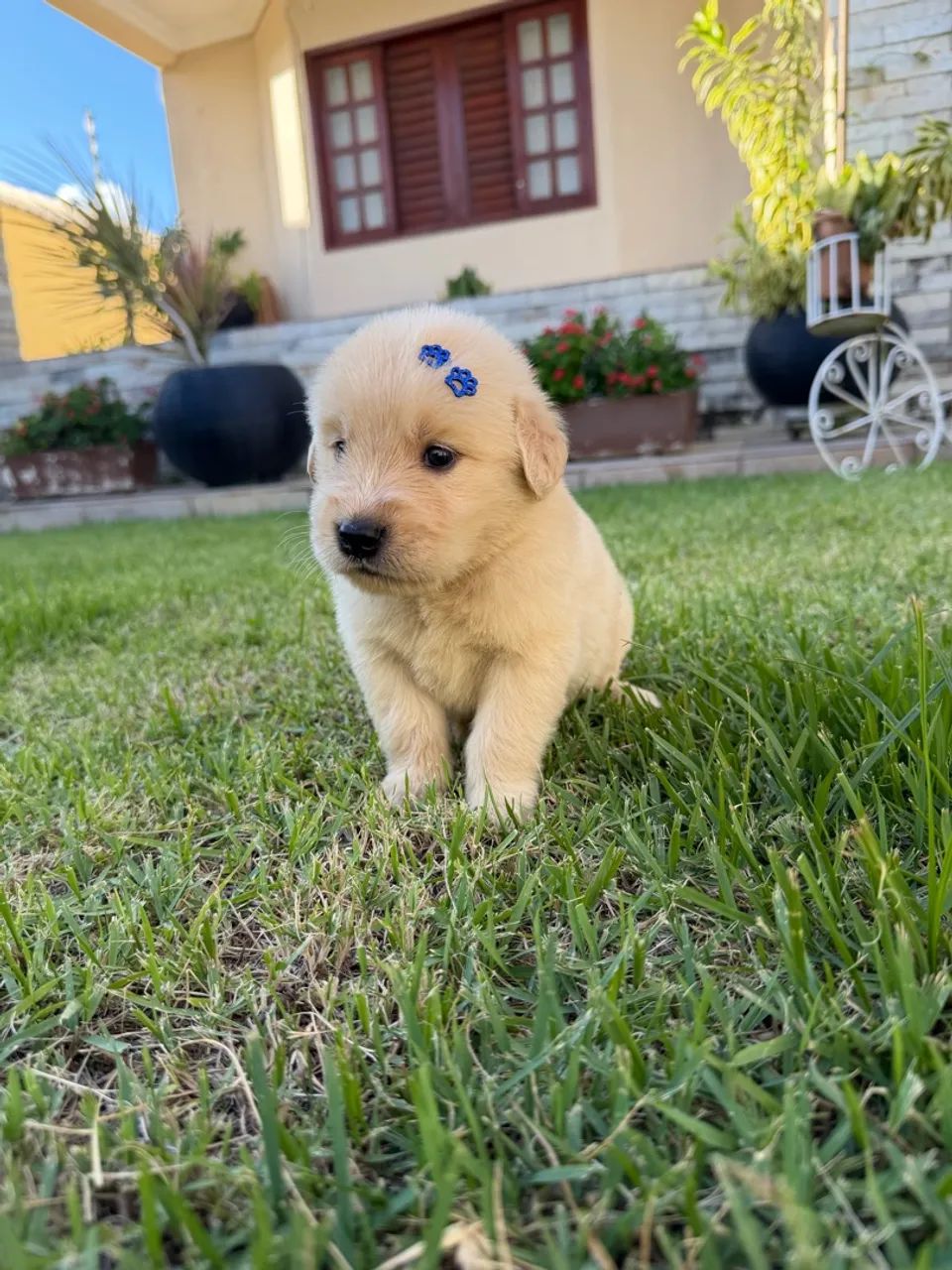 Golden retriever - Foto 5