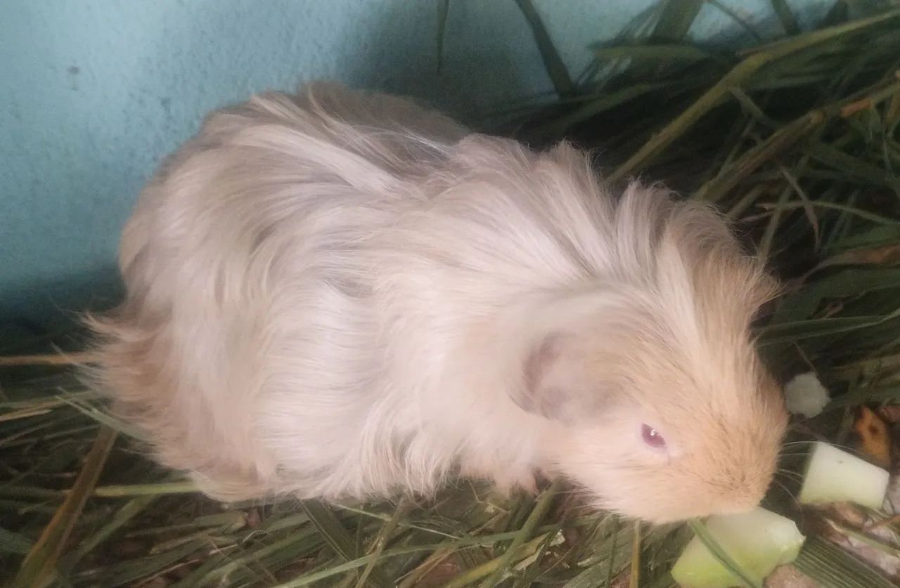 Porquinho da Índia pelo longo  - Foto 6