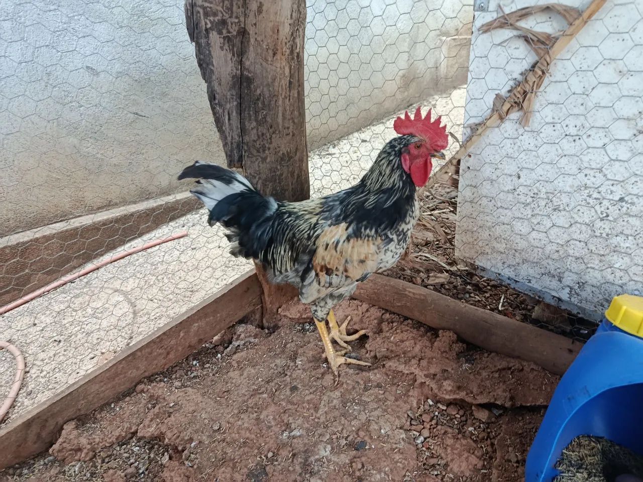 Galo glc - Foto 2