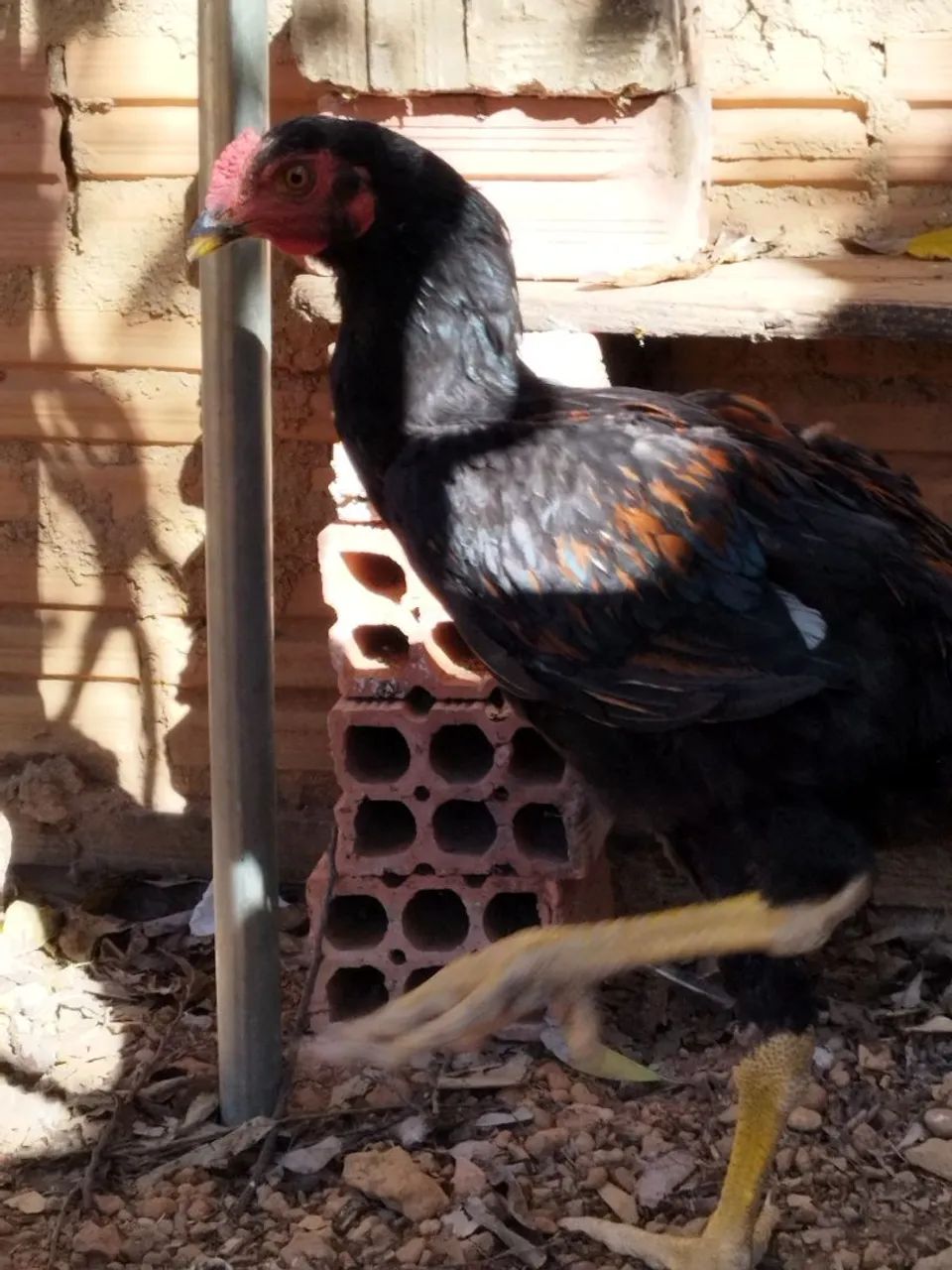 VENDO FRANGO CAIPIRA