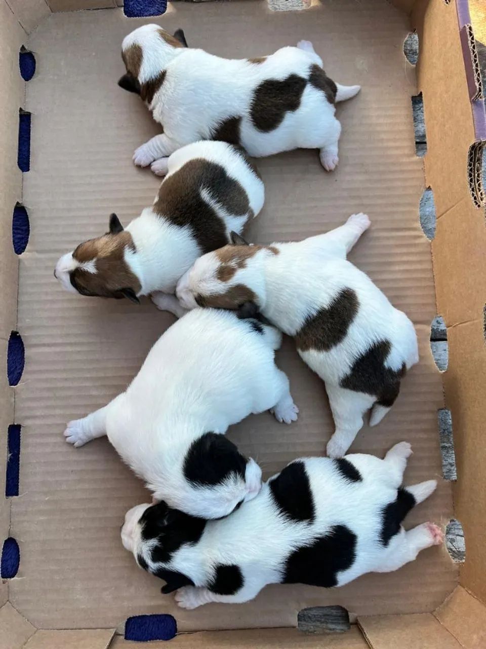 Filhotes de Jack Russel 