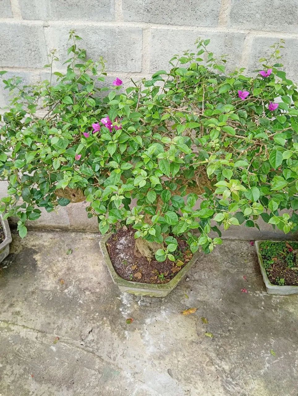 Lindo Bonsai Buganvília árvore antiga - Foto 2