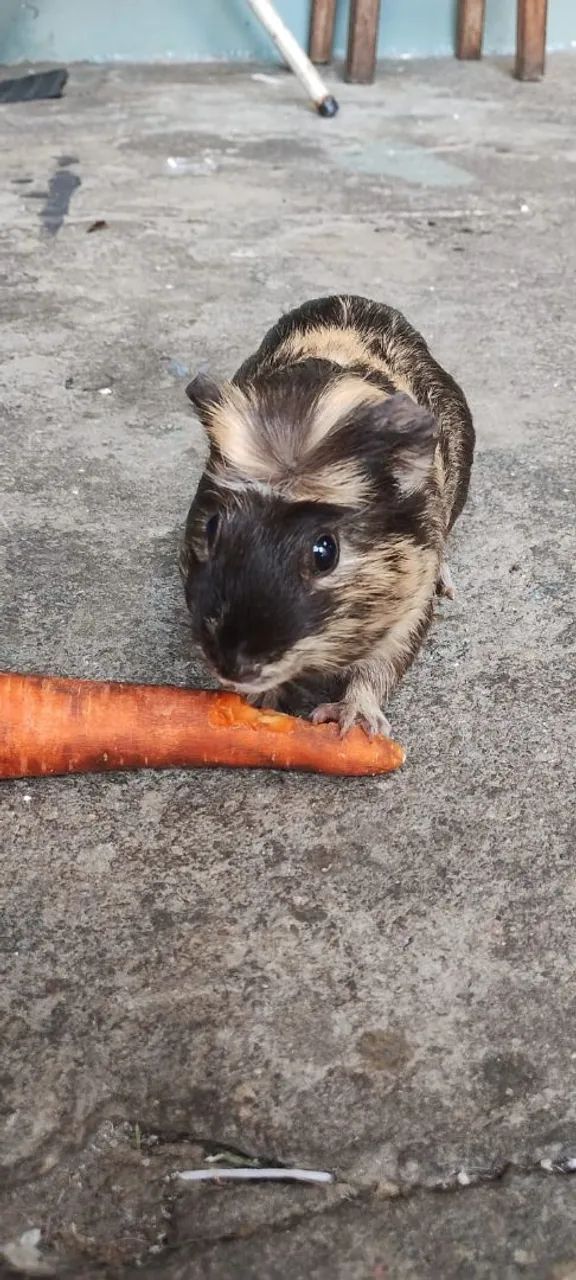 Porquinho da Índia macho com acessórios 
