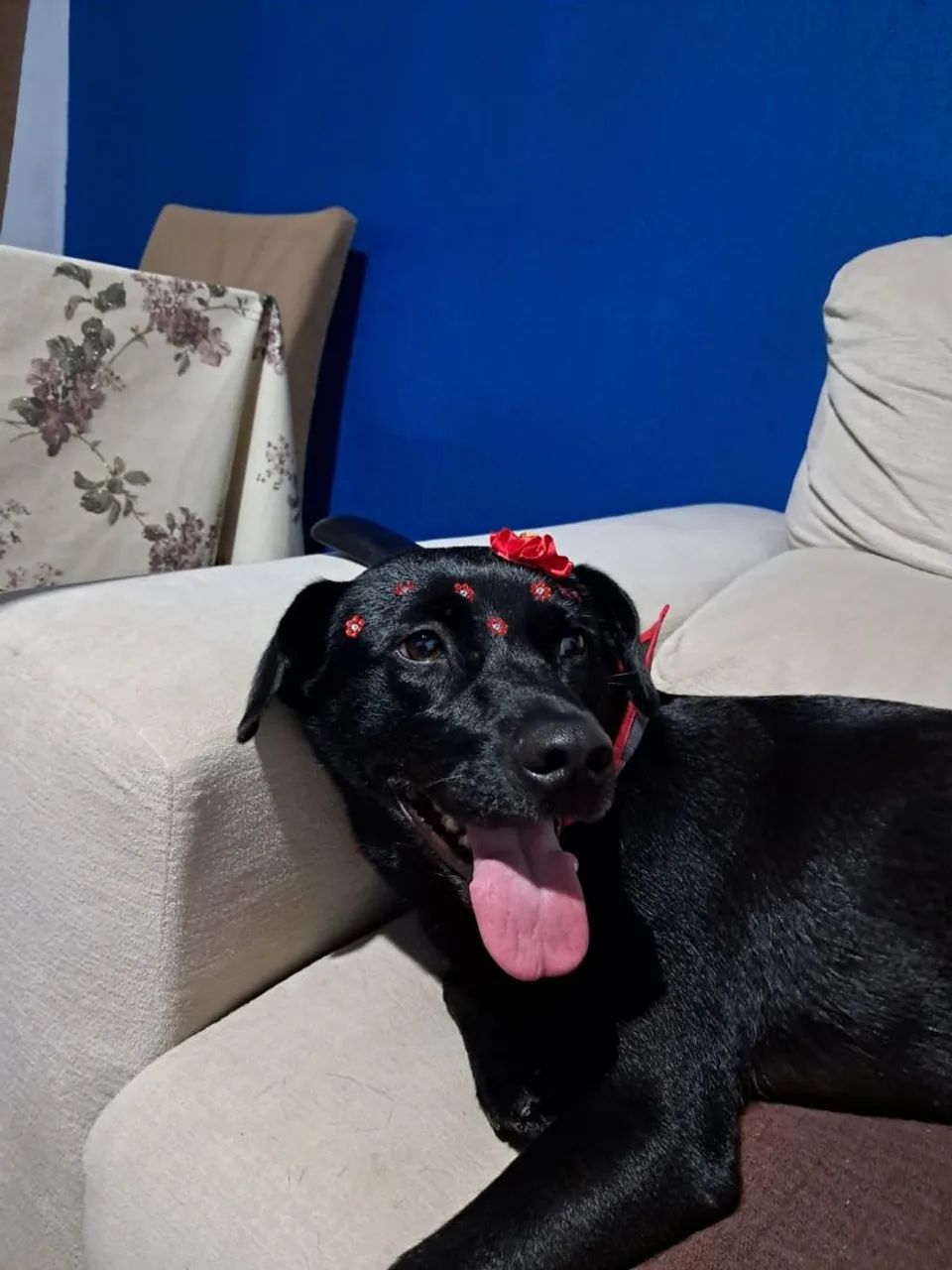 Doação responsável - Foto 4
